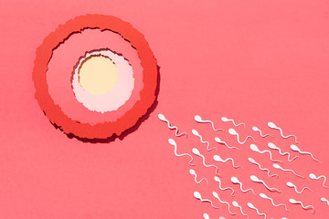 Ovule being fertilized by sperm