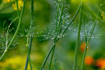 dew on grass