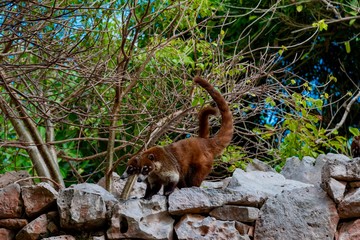 Coati in the Mexican jungle