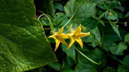 yellow cucumber flowers and green leaves