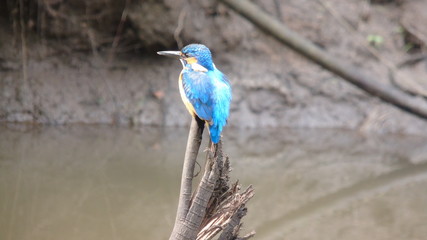 Common Kingfisher on a stump 