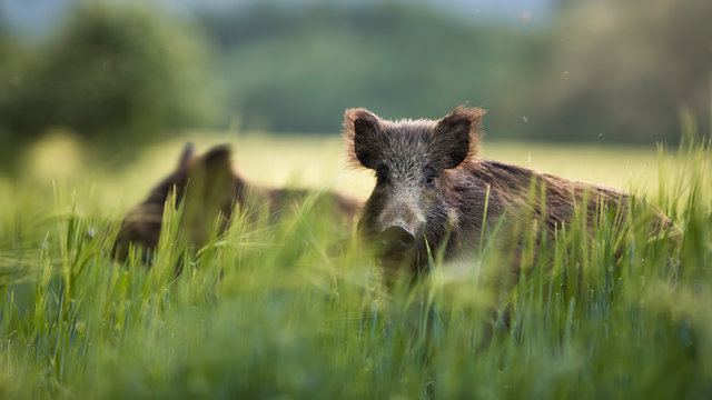 Wild boars feeding on green grain field in summer. Wild pig hiding in agricultural country copy space. Vertebrate grazing in summertime with blurred background.
