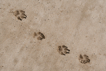 Dog footprints in the brown sand on the beach