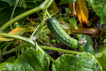 green cucumber growing in the garden