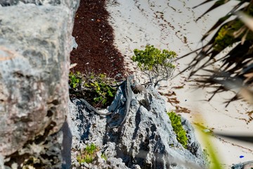 Tulum beach in Mexico surrounded by Mayan temples