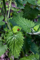 red ladybug on green leaf