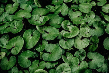 Background of tropical round green leaves with drops of water