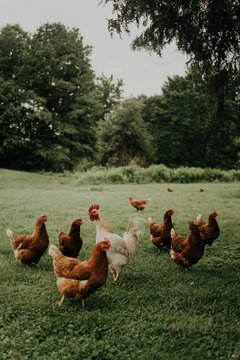 Curious chickens walking around a flower nursery