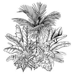 Tropical composition with sketchy palm trees and banana leaves.
