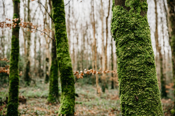 Trees in the forest with green musk and ivy leaves in the middle of the mountain