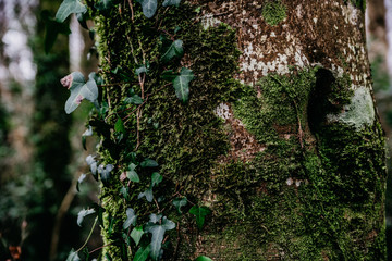 Tree in the forest with green musk and ivy leaves in the middle of the mountain