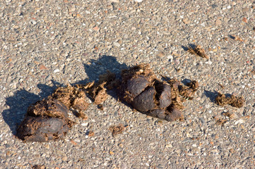 Close-up of horse droppings on a public concrete road