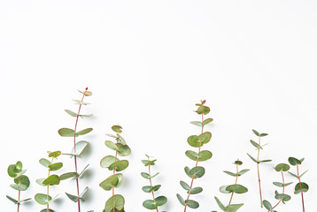 Frame of eucalyptus branches isolated on white background. Flat lay, top view. copy space