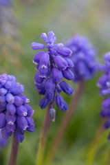 purple spring flowers