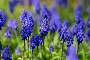 Muscari armeniacum flowering plant, blue spring bulbous grape hyacinth flowers in bloom in the garden