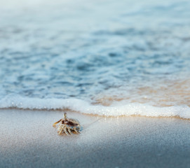 Ghost crab,Ocypode or Ocypodidae on the beach.