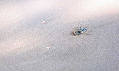 Ghost crab,Ocypode or Ocypodidae on the beach.