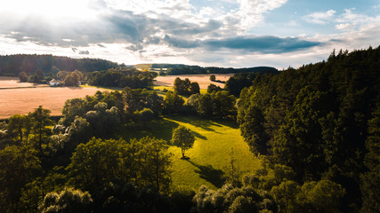Naklejka premium Lonely tree
