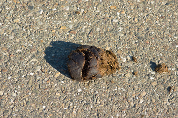 Close-up of horse droppings on a public concrete road