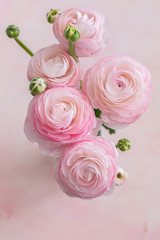 Fresh pink and white blooming ranunculus flowers, top view, close up, selective focus