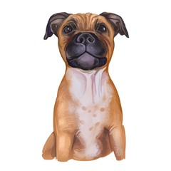 Staffordshire Bull Terrier digital art illustration of cute canine animal of tan color. Muscular dog breed, British short-haired terrier of medium size. Cross-breeding Bulldog, English white terrier.