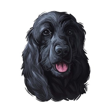 English cocker spaniel working Black breed of gun dog digital art illustration of cute canine animal. Working-dog form of Field Spaniel and English Springer Spaniel, hand drawn portrait isolated.