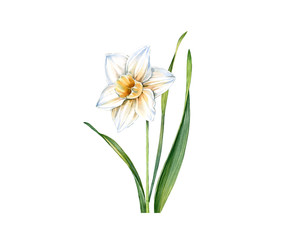 Watercolor white daffodil flower. Realistic narcissus with leaves isolated on white. Botanical floral illustration for wedding design, Easter cards, cosmetics, advertising