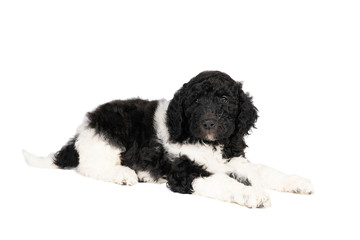 Harlequin Poodle puppy with black and white fur lying isolated on a white background
