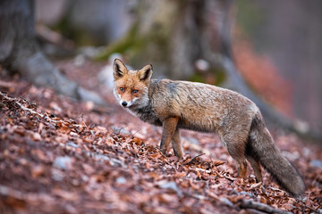 Naklejka na ściany i meble Shy red fox, vulpes vulpes, looking sad and tearful while standing in the fall foliage. Curious forest predator wandering and looking into the camera. Solitary animal surviving in the wilderness.