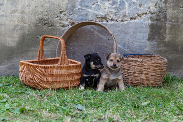 Obraz premium puppies in a wicker basket on the grass