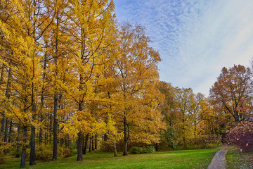 Naklejka premium sunny autumn day in the city park