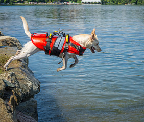 Lifeguard dog, rescue demonstration with the dogs in the water