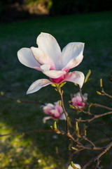 pink spring magnolia flowers ( Magnolia virginiana) on a tree branch