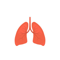 Human lungs vector illustration