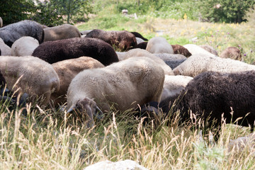 grazing sheep near Matese  Lake