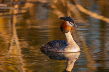 great crested grebe