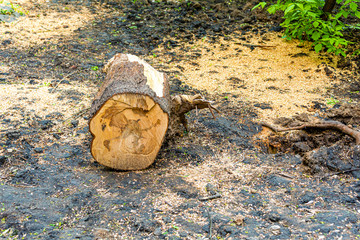 Stump of a freshly cut tree in the park as a background