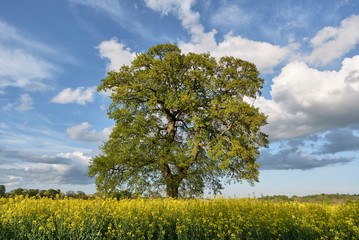 Oak tree in a field of Rapeseed at sunset. Norfolk, UK.