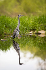 Grey heron, ardea cinerea, standing with legs in water from front view in tranquil nature with reflection mirrored from river. Wild wading bird in lake with blurred background