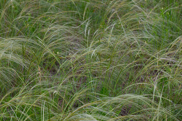 Stipa pulcherrima, feather grass in nature