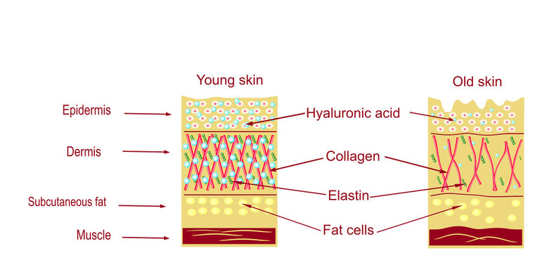 The anatomical structure of the skin. Skin aging