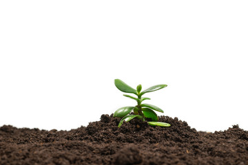 Young green sprout in the ground.