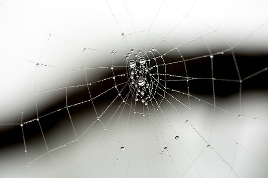 Macro of a spider web