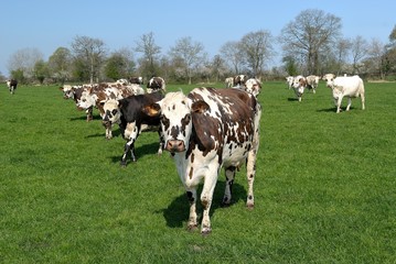 Troupeau de vaches normandes au pré