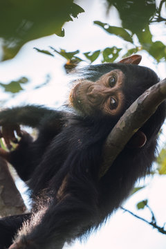 the tender gaze of a young chimpanzee resting on the branch of a tree in Tanzania.