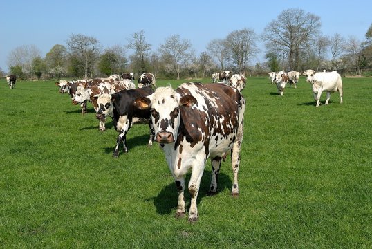 Troupeau de vaches normandes au pr&eacute;