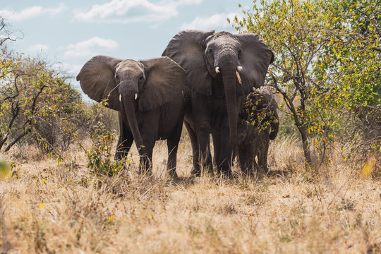Family of African elephants, two elephants with small ones in the dry brush of the savanna