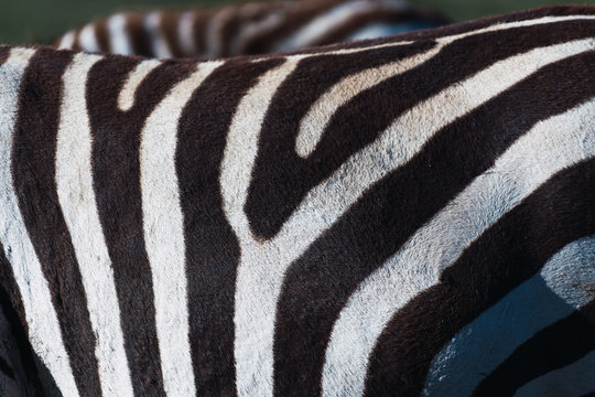 close up of a zebra's fur. Black and white patterns