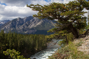 Fototapeta na wymiar a stream rolls through the mountain in the Canadian Rockies