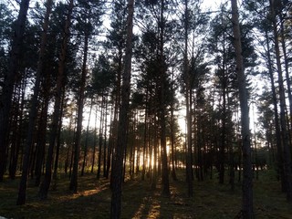 sunset in the forest